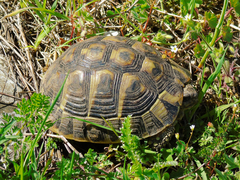 Testudo hermanni