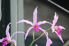 Laelia