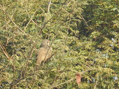 Taccocua leschenaultii