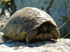 Testudo hermanni