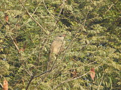 Taccocua leschenaultii