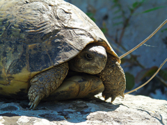 Testudo hermanni