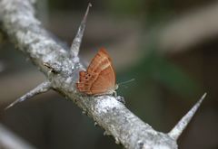 Abisara bifasciata suffusa