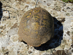 Testudo hermanni