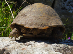 Testudo hermanni