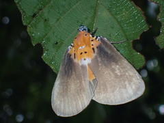 Peridrome orbicularis