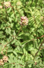 Sanguisorba