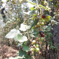Ribes ciliatum