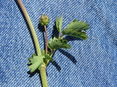 Sanguisorba