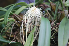 Bulbophyllum medusae