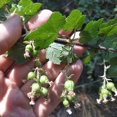 Ribes ciliatum