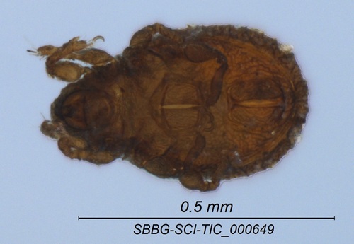 Superfamily Cymbaeremaeoidea · iNaturalist United Kingdom