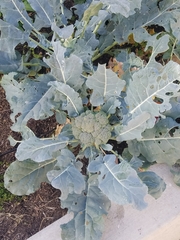 Brassica oleracea italica