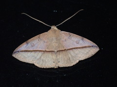 Ugia sundana