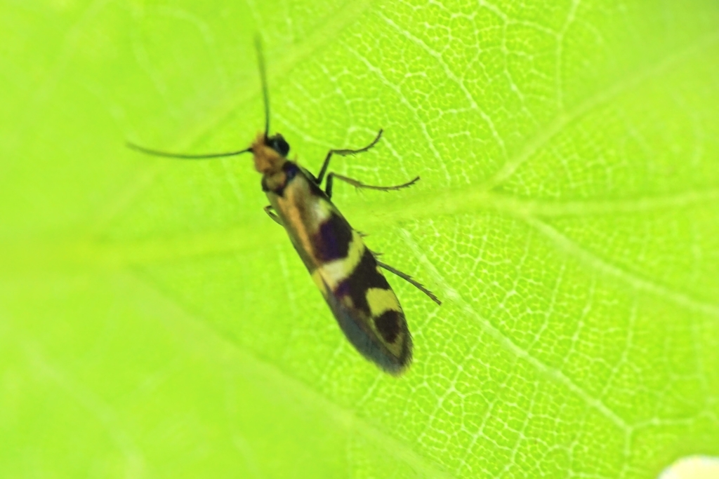 Micropterix facetella
