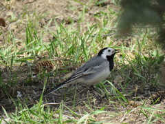 Motacilla alba