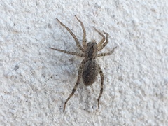 Lycosidae