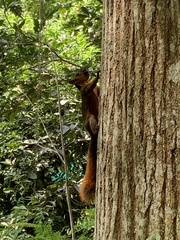 Sciurus granatensis