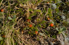 Coprosma perpusilla perpusilla