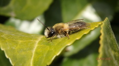 Andrena