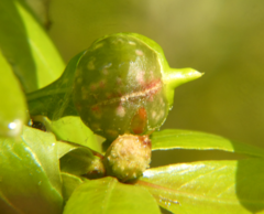 Dryocosmus quercuslaurifoliae