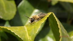 Andrena