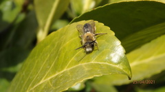 Andrena