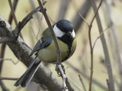 Parus major