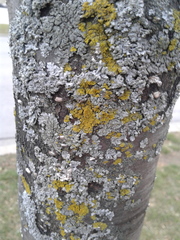 Fungi