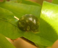 Dryocosmus quercuslaurifoliae