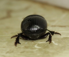 Metacatharsius marani