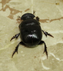 Metacatharsius marani