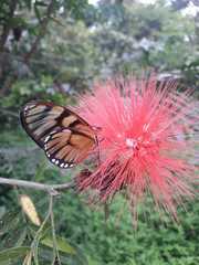 Athesis clearista