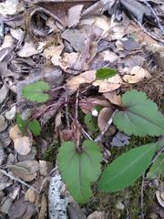 Veronica californica