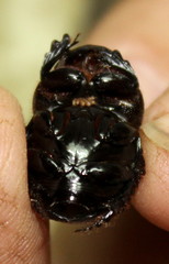 Metacatharsius marani