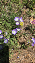 Phacelia patuliflora