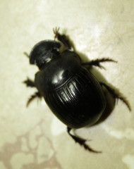 Metacatharsius marani