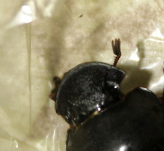 Metacatharsius marani