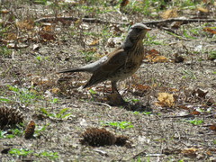 Turdus pilaris
