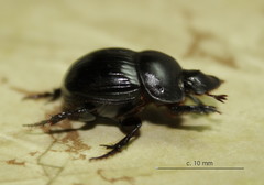 Metacatharsius marani