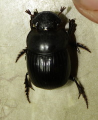 Metacatharsius marani