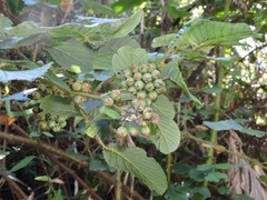 Rubus ellipticus