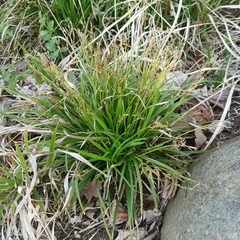 Carex digitata