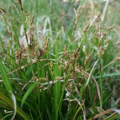 Carex digitata