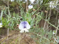 Psoralea oligophylla