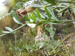 Psoralea oligophylla
