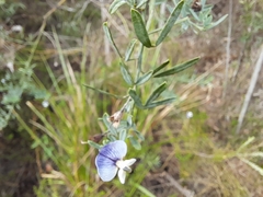 Psoralea oligophylla
