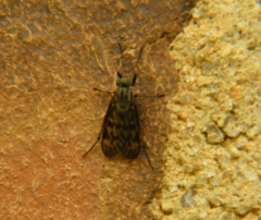 Rhagio punctipennis