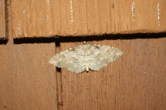 Melanolophia imitata