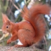 Eurasian Red Squirrel - Photo (c) ceffx, some rights reserved (CC BY-NC)